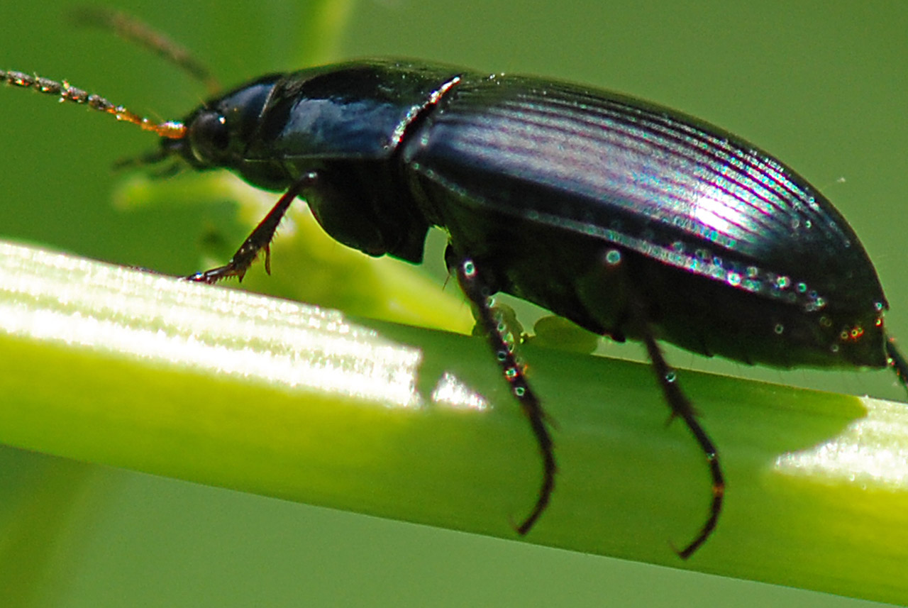 Carabidae su fiore da ID. Amara ovata